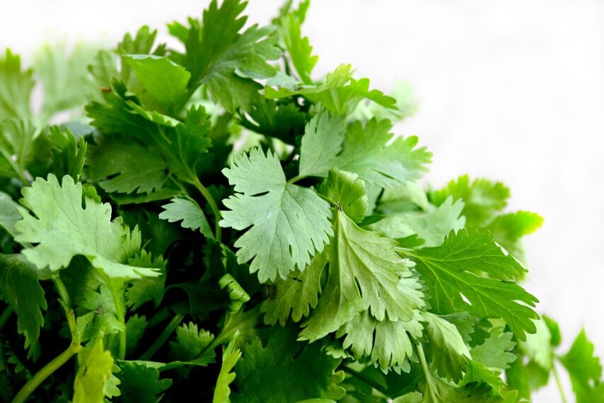 cilantro-1287301_960_720